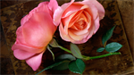 Fond d'écran gratuit de Fleurs - Roses numéro 58171